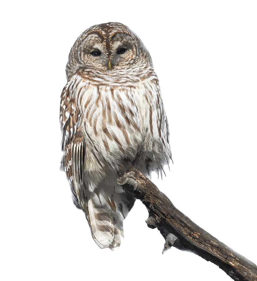 Barred owls frequent the floodplains and swamps.