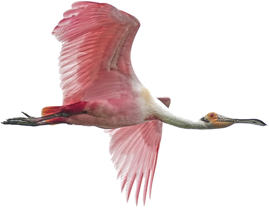 Spy myriad birdlife, such as spoonbills and endangered wood storks, in this network of  rivers, tidal creeks, marshes, and wetlands.