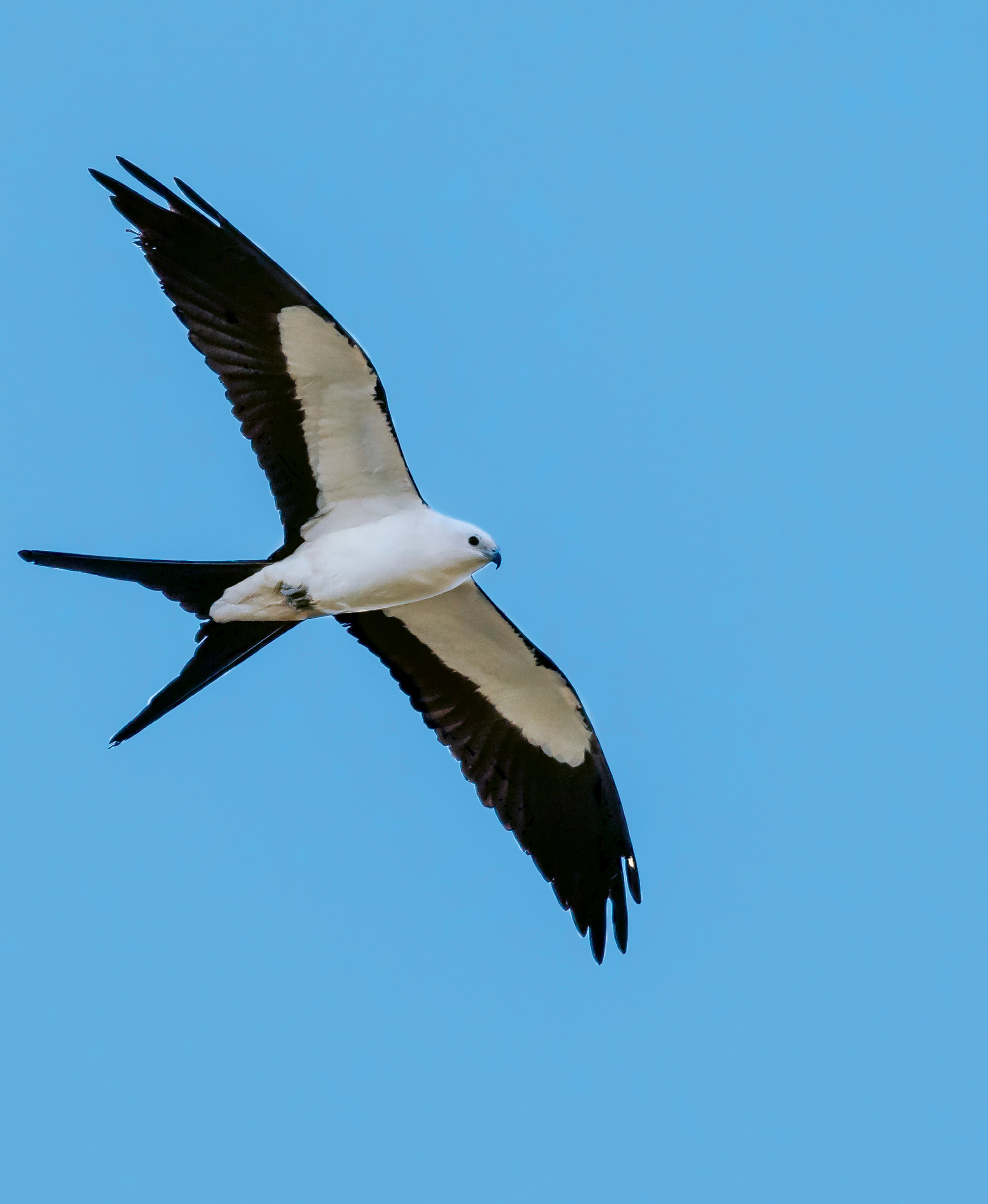Swallow-Tailed Kite (Elanoides forficatus) - Locally, swallow-tailed kites are primarily spotted in large floodplain forests and swamps of the outer coastal plain, especially in the Francis Marion National Forest and on the Santee, Edisto, and Savannah rivers; With a former breeding ground that included 21 states as far north as Minnesota, the swallow-tailed kite is now limited to seven or eight Southern states. Help South Carolina and the Center for Birds of Prey monitor their distribution and population trends by reporting sightings at <a href="http://www.thecenterforbirdsofprey.org/">http://www.thecenterforbirdsofprey.org/</a>.