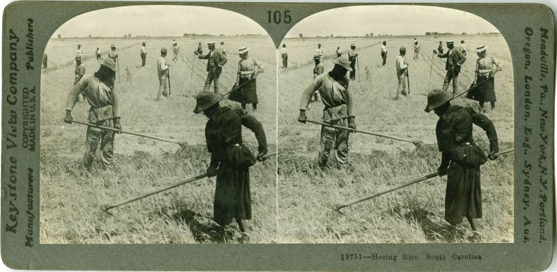 Hoeing Rice, South Carolina, (stereograph, circa 1904)