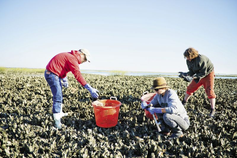 Dave and crew work the oyster beds, keeping their practices focused on sustainability. “Back in the ’50s and ’60s, those guys treated it like a garden, taking only the big ones and leaving the smaller ones behind to grow,” says Dave of the proper way to harvest oysters.