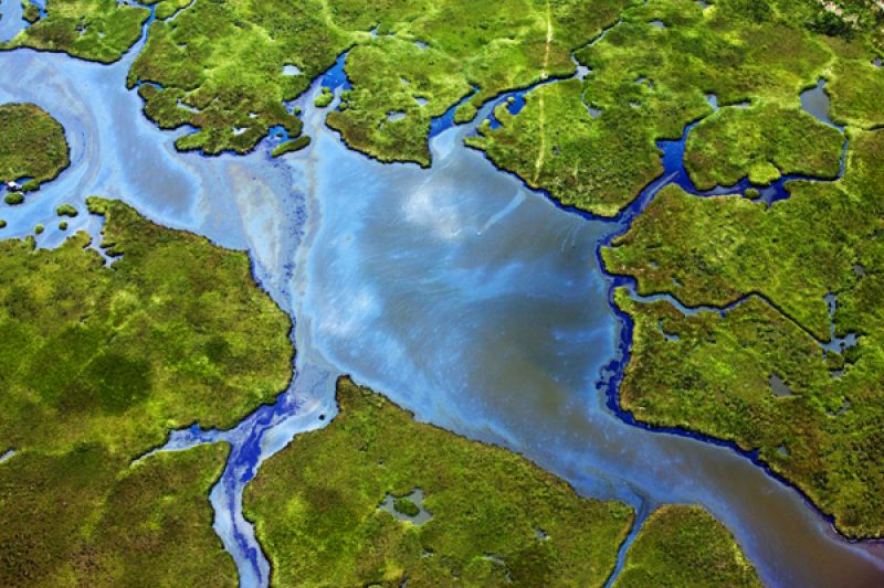 J. Henry Fair  (<a href="http://www.jhenryfair.com">www.jhenryfair.com</a>) Oil In Wetland, June 2010 in Barataria Bay, Louisiana, photographic C print, 50 x 70 inches