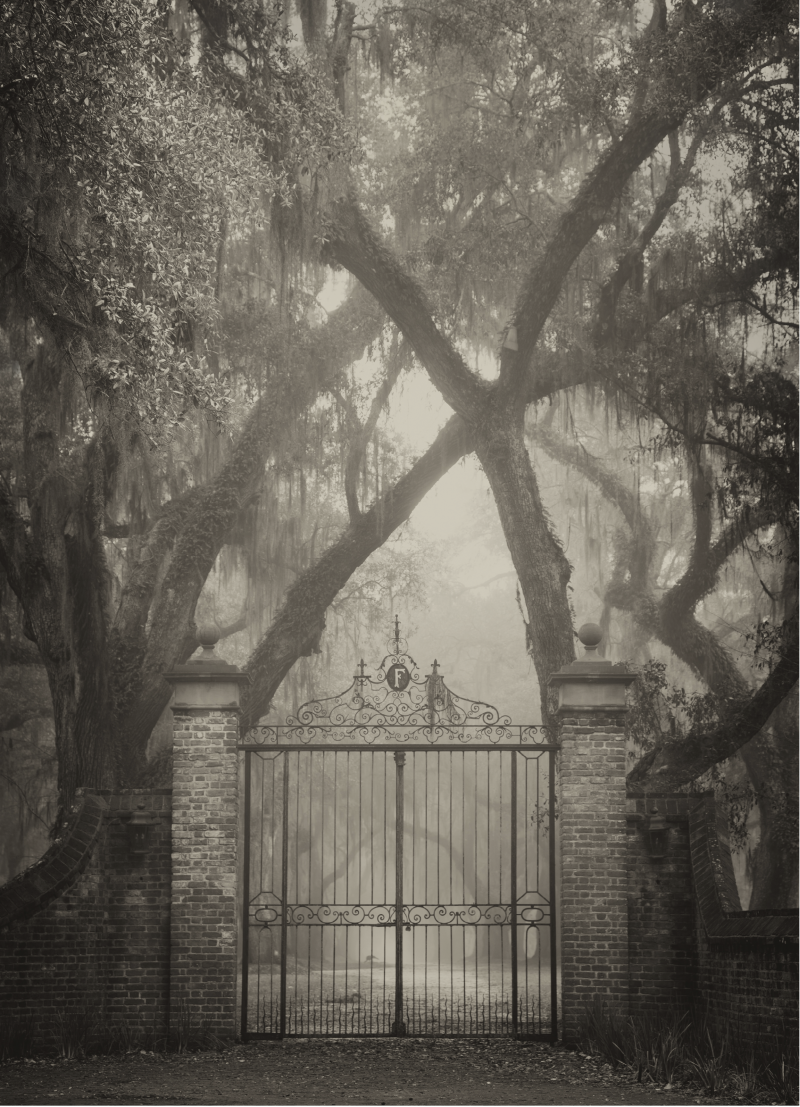The wrought-iron gates at Fenwick Hall, enveloped by old oaks and shrouded in mist.