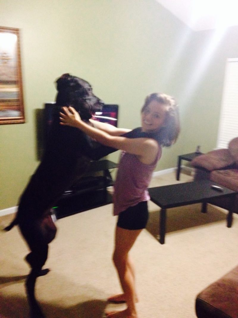 Maverick, Great Dane