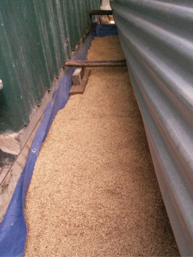 Unhulled rice drying in storage.