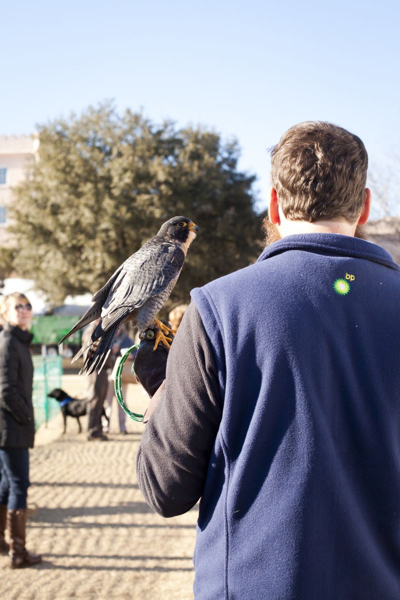 Steven Shabel tells onlookers about the Peregrine Falcon.