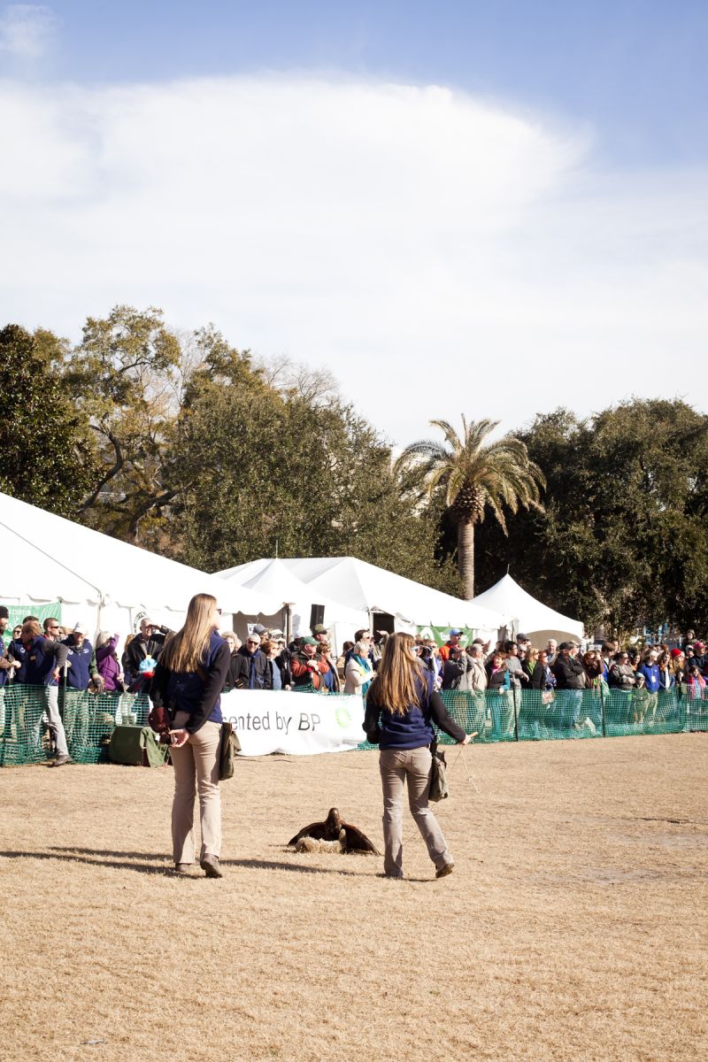 The Center for Birds of Prey hosted flight demonstrations in the afternoon.