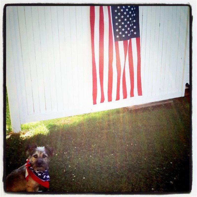 art Intern, Holly Stewart&#039;s dog Shadow