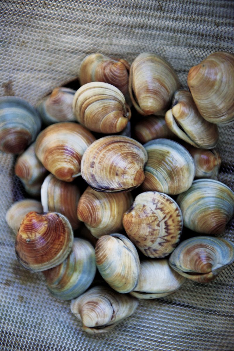 Three years later, they are harvested and held in the water to be purged of all grit.