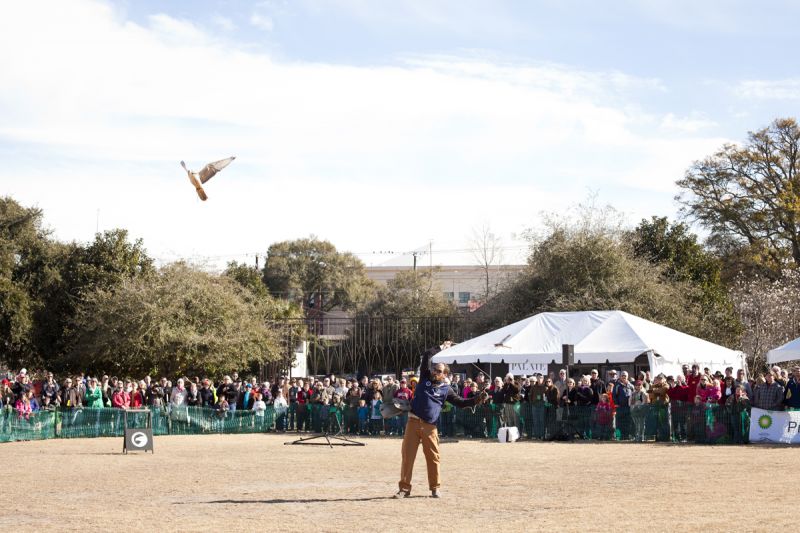 A Hybrid Falcon also gives chase to a smalller, fake bird to show of her ability to dive from great heights and high speeds.