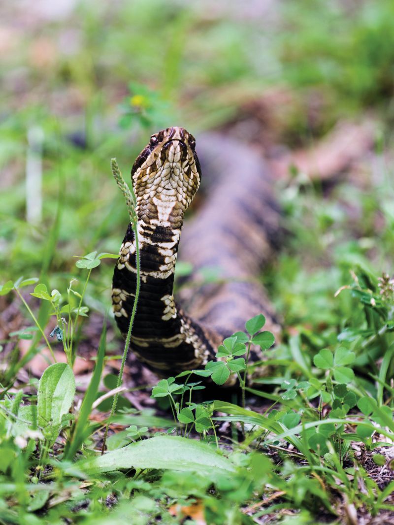 Cottonmouth or Water Moccasin Snake, common to lowland swamps and waterways (Rose Hill Plantation, Yemassee, 2025), by J Henry Fair