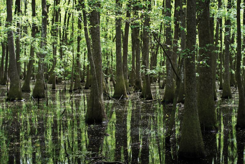 Cypress Trees in Swamp (Walterboro, 2025) by J Henry Fair