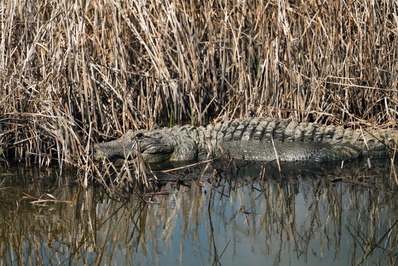 Alligator in Rice Field by J Henry Fair (Paul and Dalton Plantation, Wiggins, 2025)