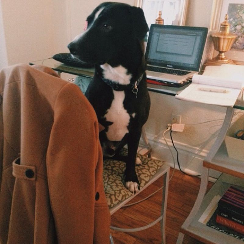 Editor of The Wedding Row &amp; Wedding Row Grand Strand, Andraya Northrup&#039;s dog Monte