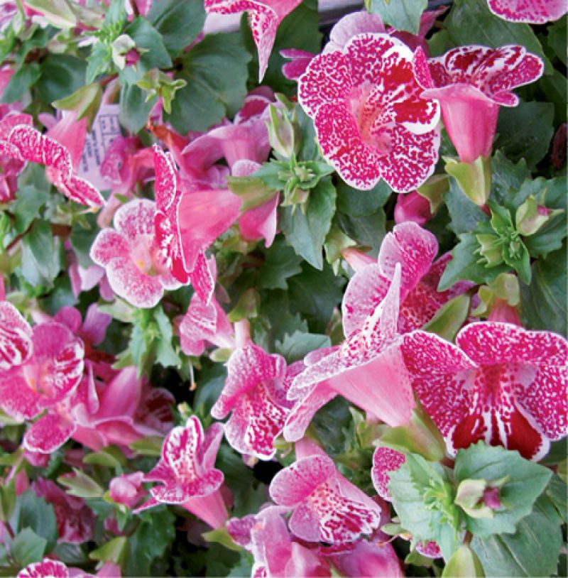 &#039;Magic White Flame&#039; mimulus