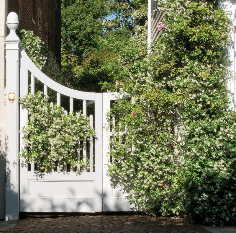 Overgrown with a tangle of fragrant jasmine, this Church Street gate beckons to passersby even as it offers privacy to those in the garden beyond.