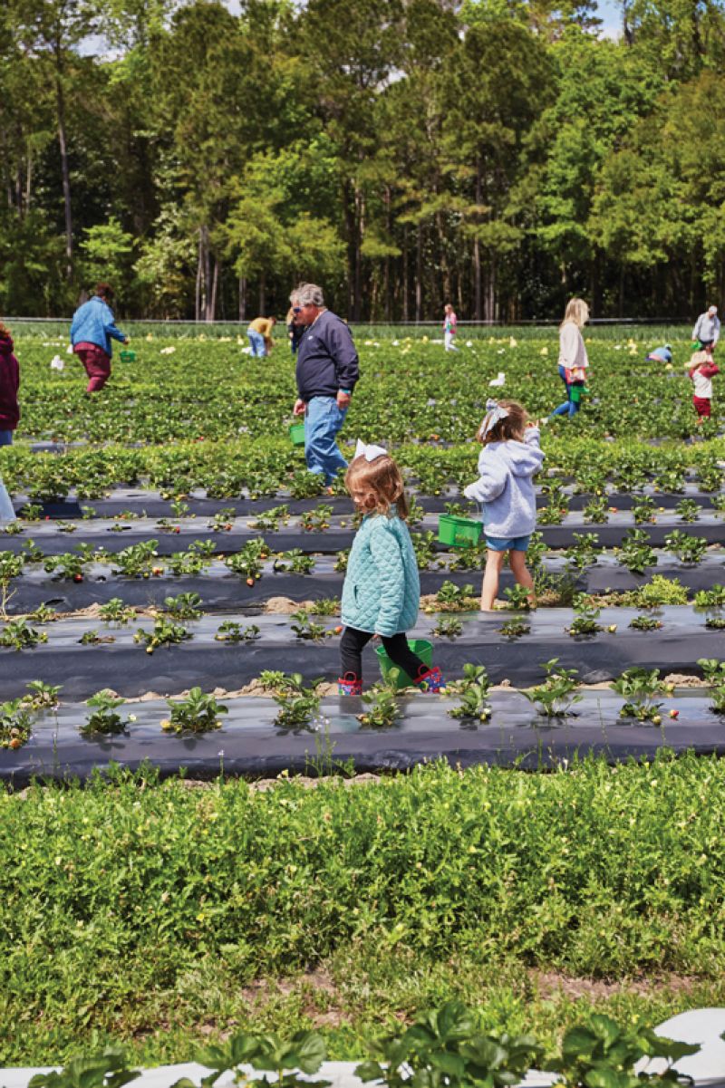 Ten acres of U-pick strawberries await at Boone Hall Farms. Did You  Know? The strawberry isn’t a true berry, but a small genus of low perennial herbs (Fragaria) that is a member of the rose family (Rosaceae).