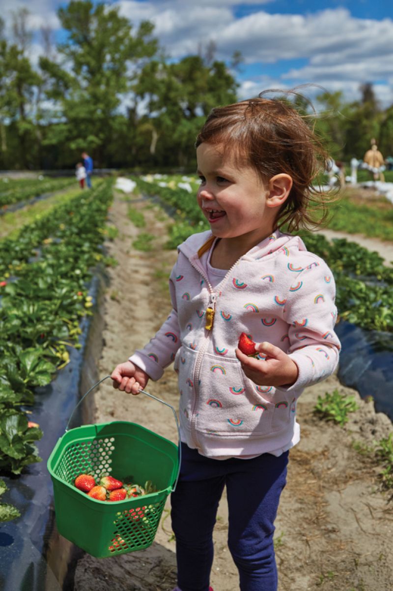 Strawberry picking at Boone Hall Farms.