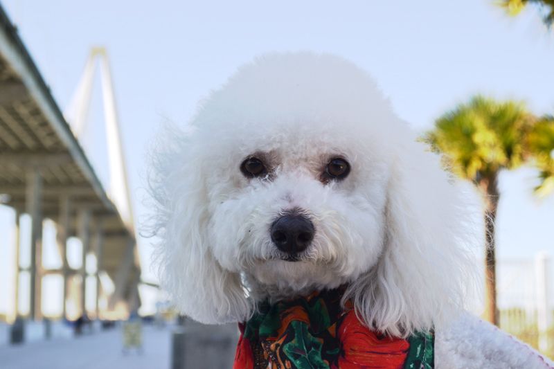 Miss Cheri, Bichon Frise