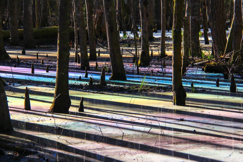 HONORABLE MENTION Amateur category: Colors in the Swamp by Weatherly Meadors; “A few times a year, mainly in the spring when the light hits just the perfect angle, the surface of the water in this cypress swamp erupt into color palate worthy of any painter.  The spectacle may be caused by tannins in the water created a sheen of oil on the surface that reflects the light back in this way. Taken at Caw Caw Interpretive Center, January 2016.”