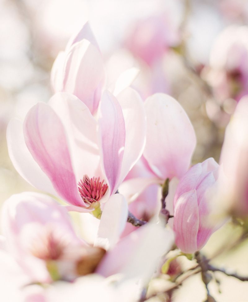 At First Blush: An early harbinger of spring, saucer magnolias, or “tulip trees,” at Hampton Park
