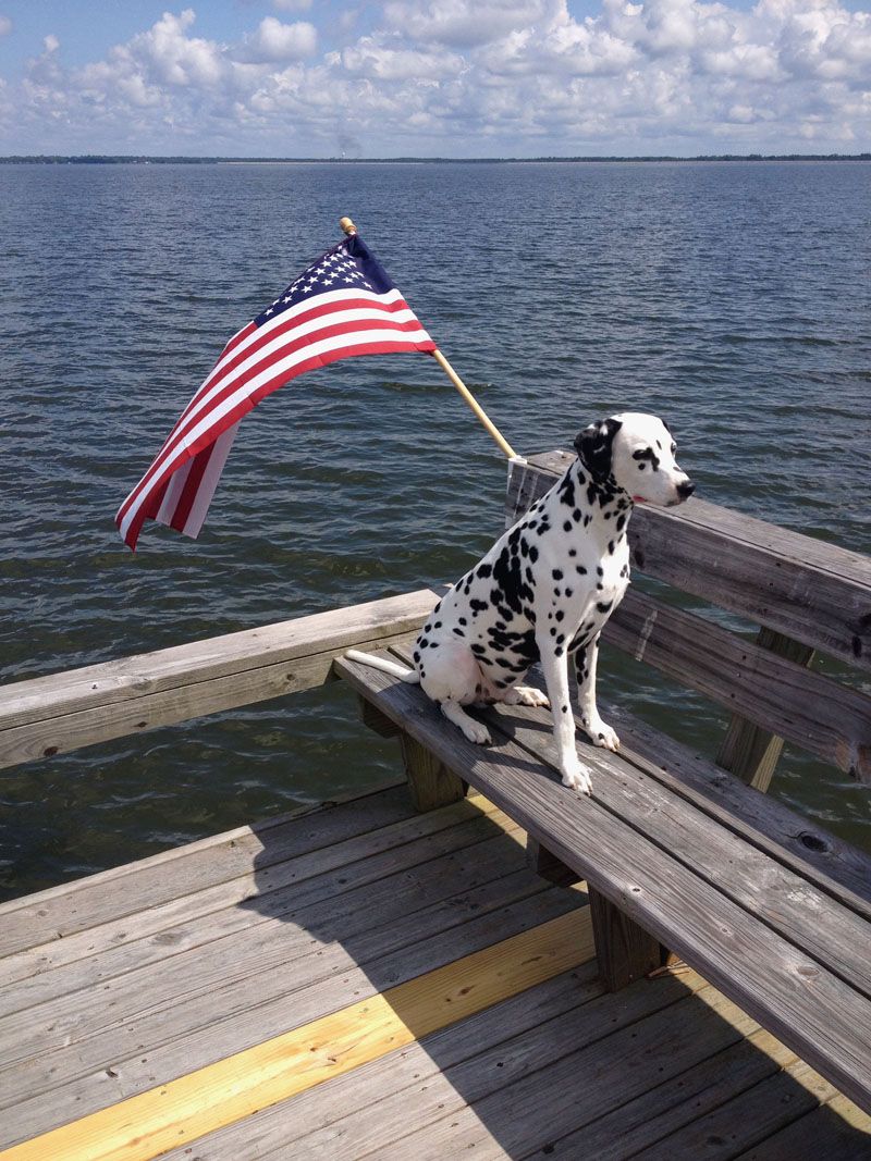 Desmo, Dalmatian