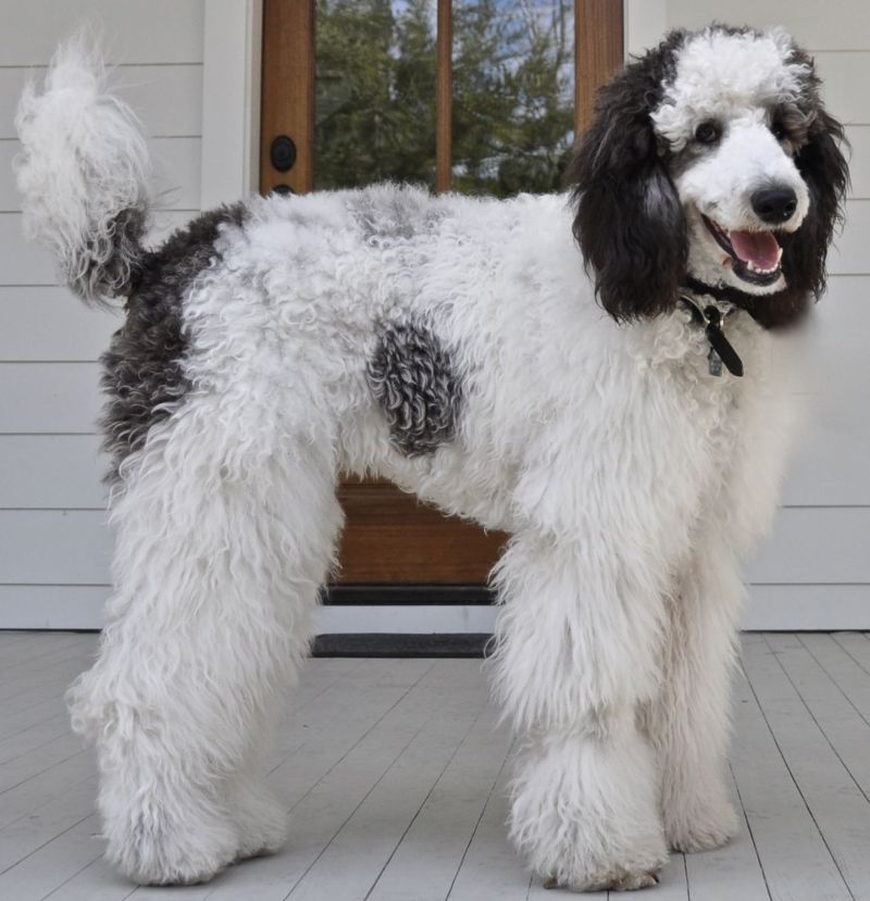 Senior Account Executive, Gene Crim&#039;s dog Eych