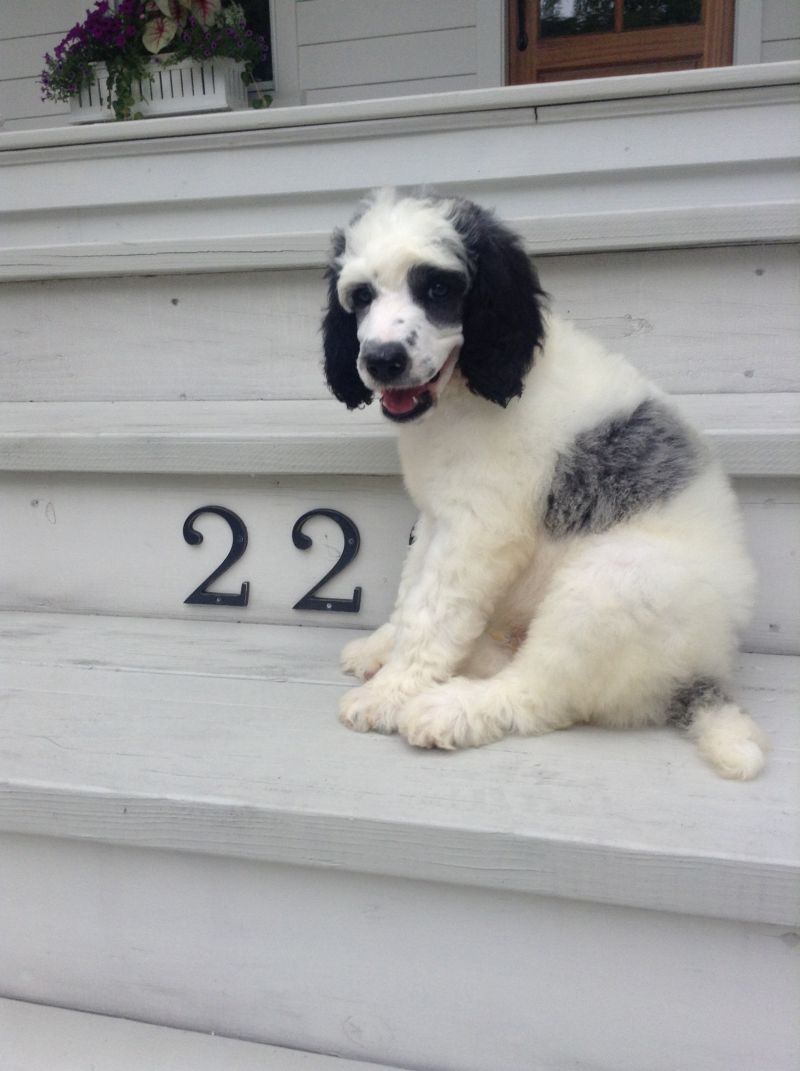 Senior Account Executive, Gene Crim&#039;s dog Eych