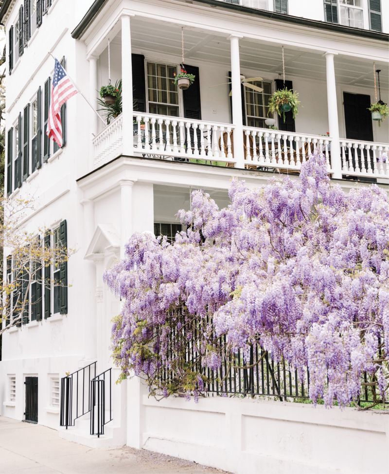 Purple Reign: The famous wisteria blooms at 54 Meeting Street