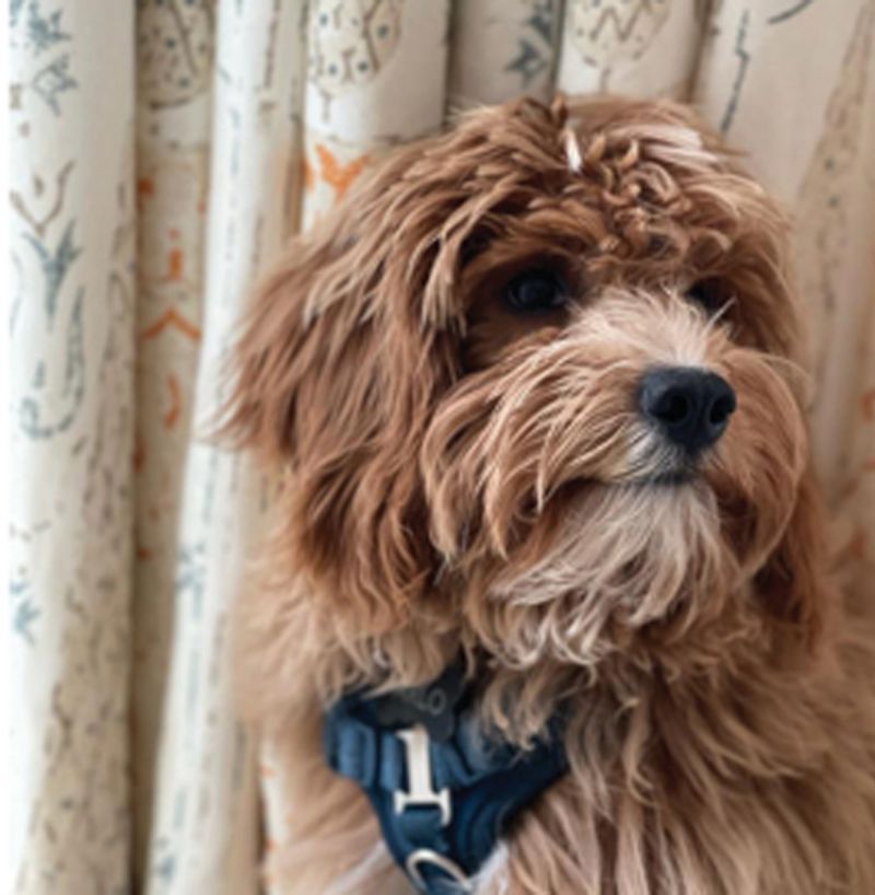 Puppy Love:  “We got Arlo, a Cavalier, Shih Tzu, and poodle mix, about a year ago. My daughter came up with the name. He’s great except when he digs.”