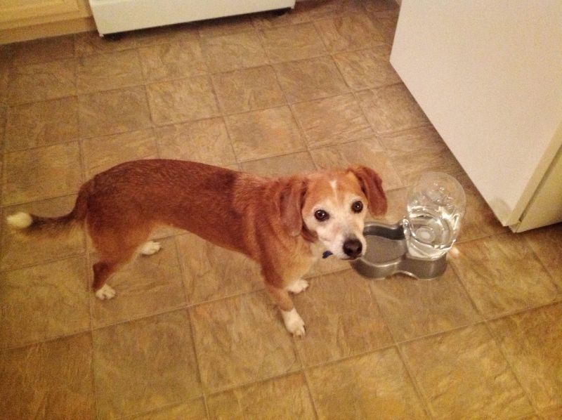Cody, Hound mix