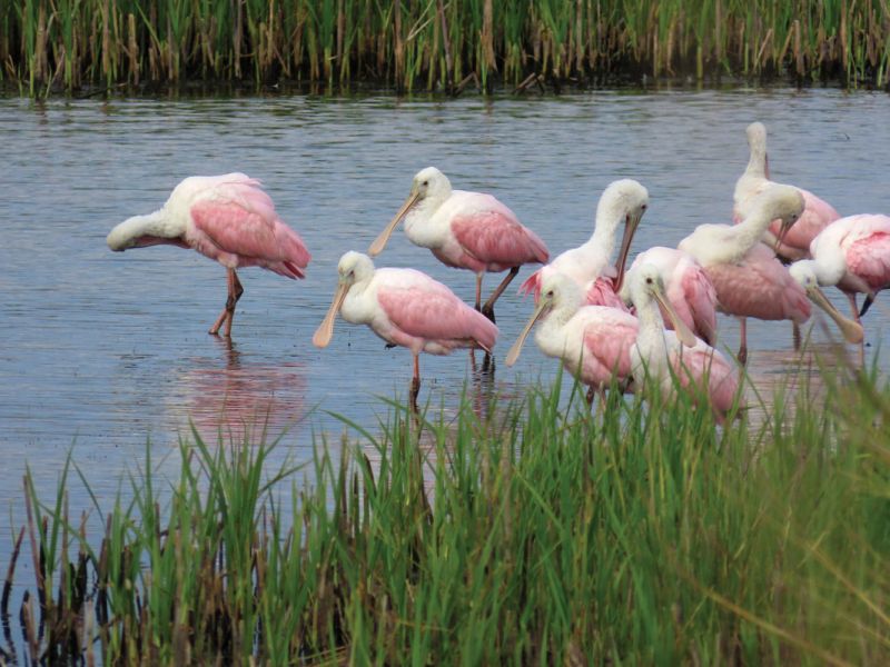 Conserved lands bolster wildlife, such as these roseate spoonbills.