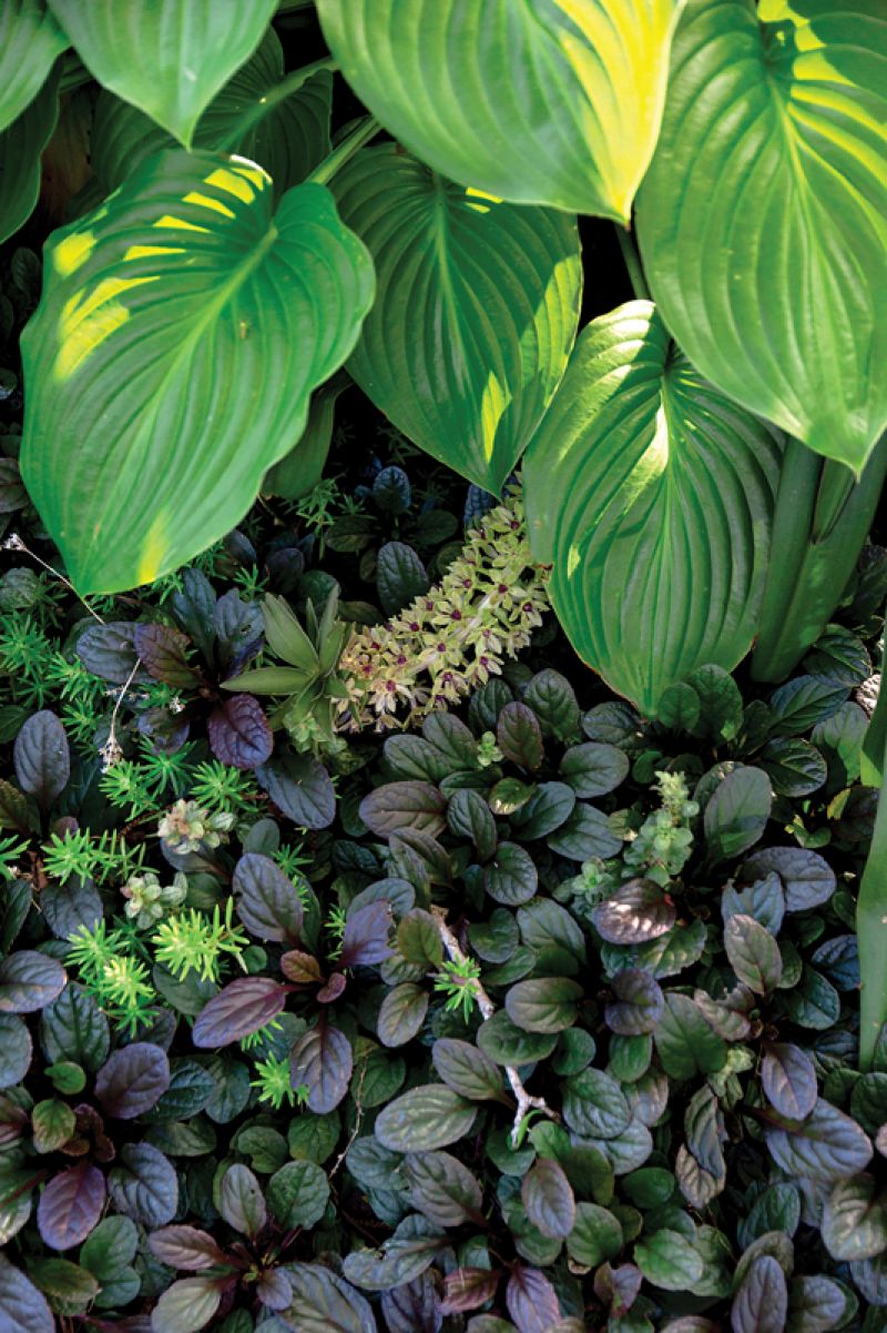 Ajuga spreads beneath a hosta, which needs excellent drainage to thrive in the Lowcountry, says Susan, who adds Permatill to the soil.