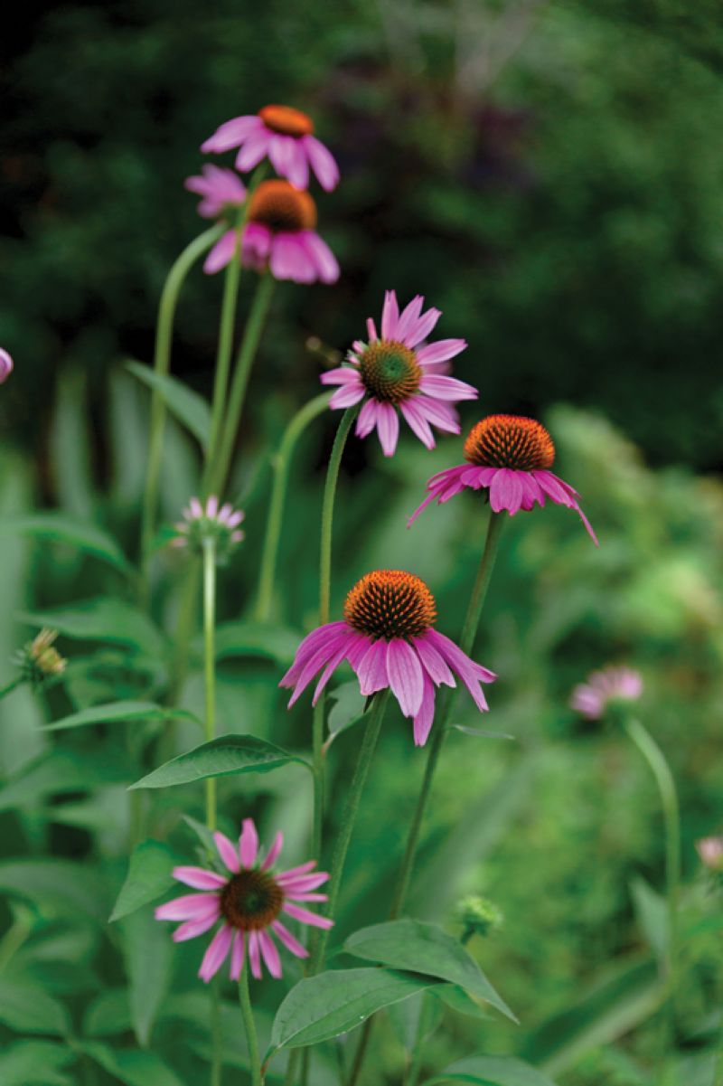 Susan has focused on adding more natives to her garden in recent years, including purple coneflowers—beloved by bees, butterflies, and songbirds.