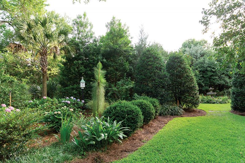 GUIDING VIEWS: A curving bed with liriope, irises, bletilla, hydrangeas, and boxwood—all punctuated by a young longleaf pine—leads to a dramatic holly-tree threshold. A fountain splashes in the intimate garden room beyond, drawing visitors through to the backyard.