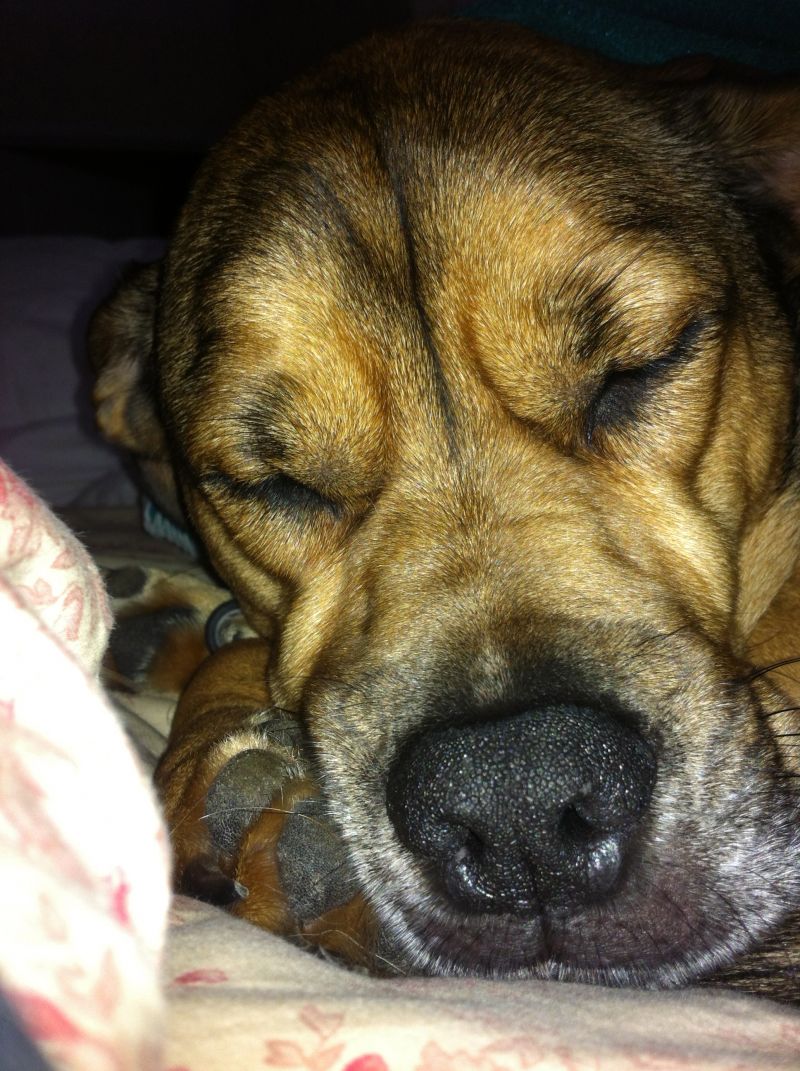 Director of Special Events, Naomi Russell&#039;s dog Lulu
