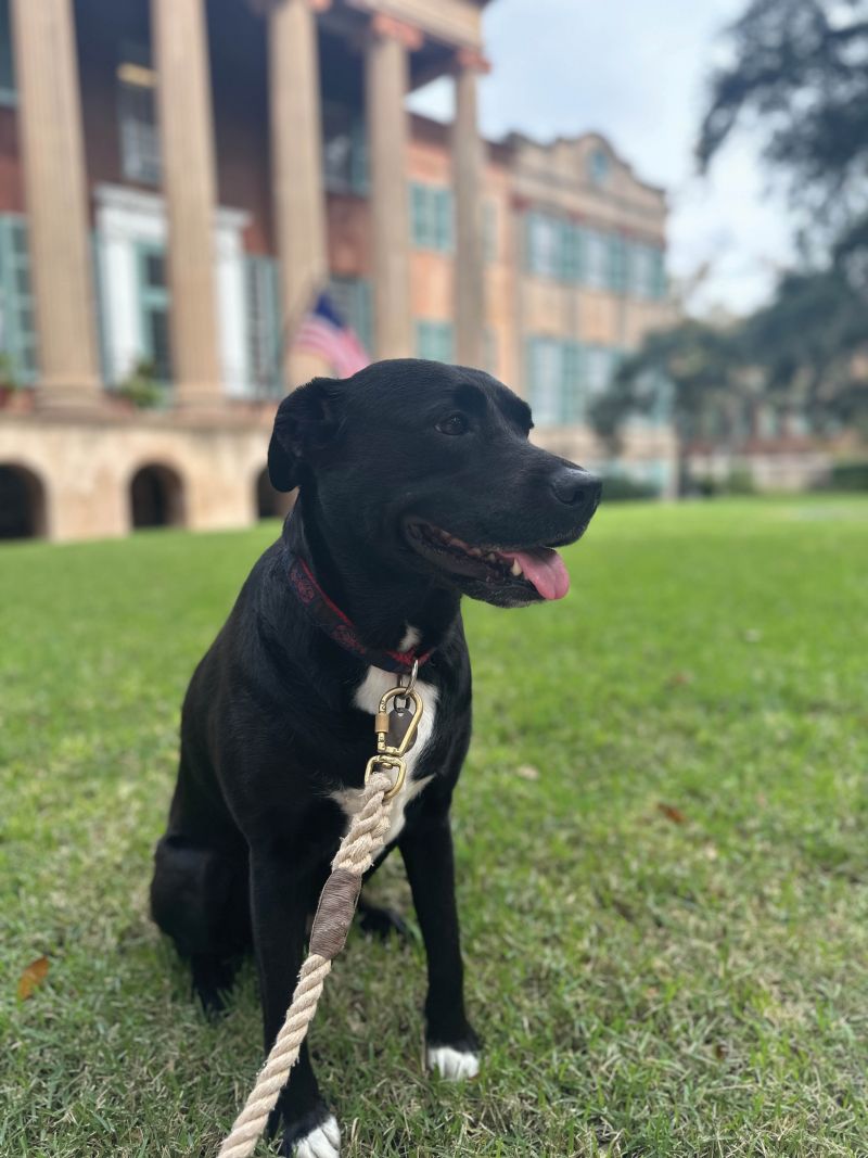 Sweet Pup: “No one loves Harbinger or Harken leftovers more than my black Lab, Boo. I can confidently say she’s our biggest fan.” —Cameron