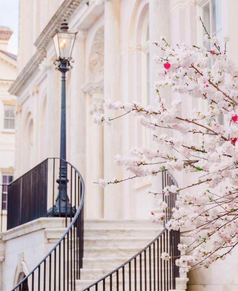 Peachy Keen: A peppermint peach tree in full bloom at City Hall