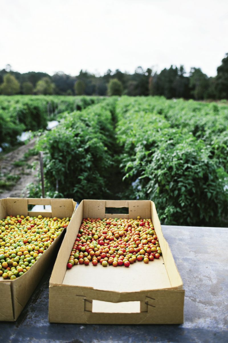 Shawn Thackeray has been growing his signature—and aptly named—“Wadmalaw Fuglies” at his farm on the island for 12 years. These are picked green for shipping to supermarket shelves. But don’t let their scarred looks fool you: Fuglies have a mild, sweet flavor and are well-balanced with acidity. Thackeray also produces a bounty of other tomatoes, including these colorful heirloom cherries.