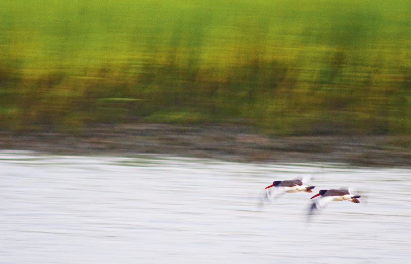 American oystercatchers and many other crustacean-eating wading birds can be seen on the same flats and oyster basins where redfish live.