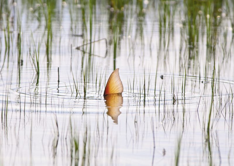 A tailing redfish