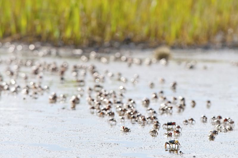 Fiddler crabs, a favorite snack of redfish, scurry across the mud at low tide.