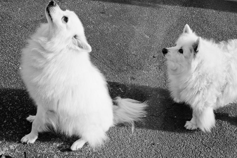 Palmer Home pups Rocky and Sasha