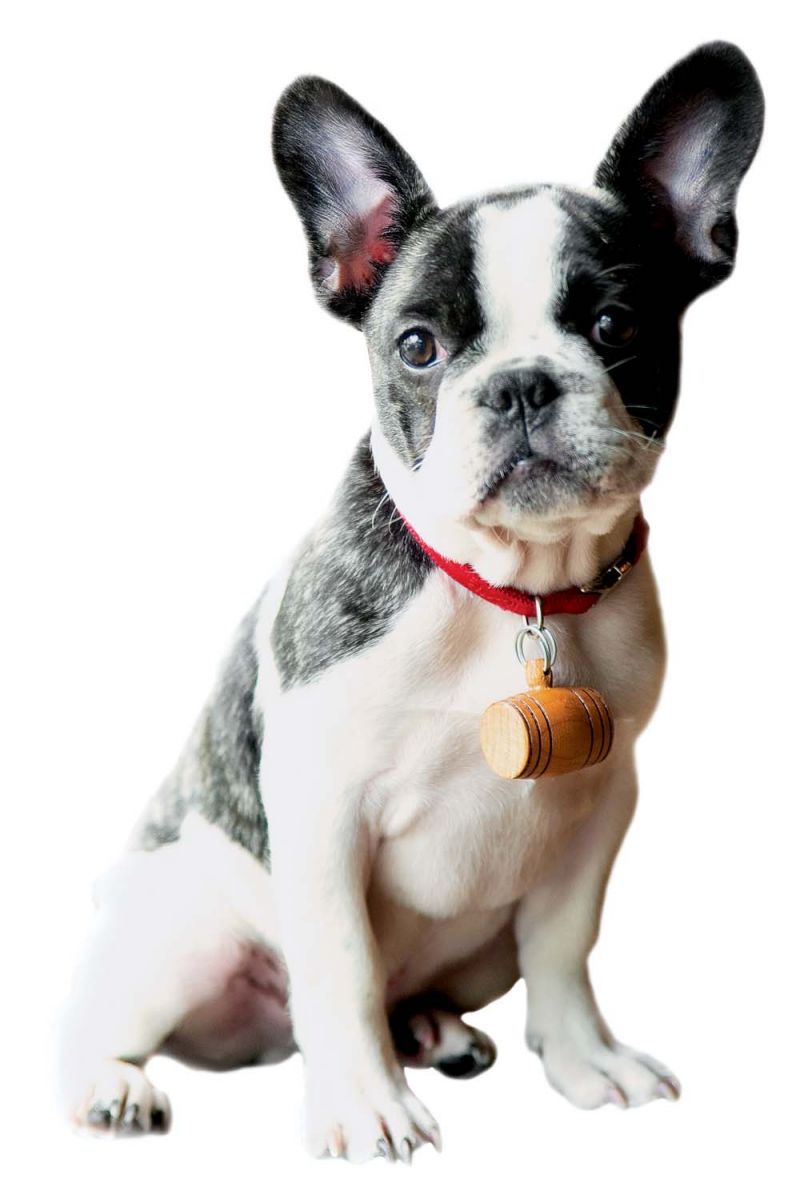 Furry Friend Stephens says his French bulldog, Ollie, is just the right size for his downtown home and courtyard.