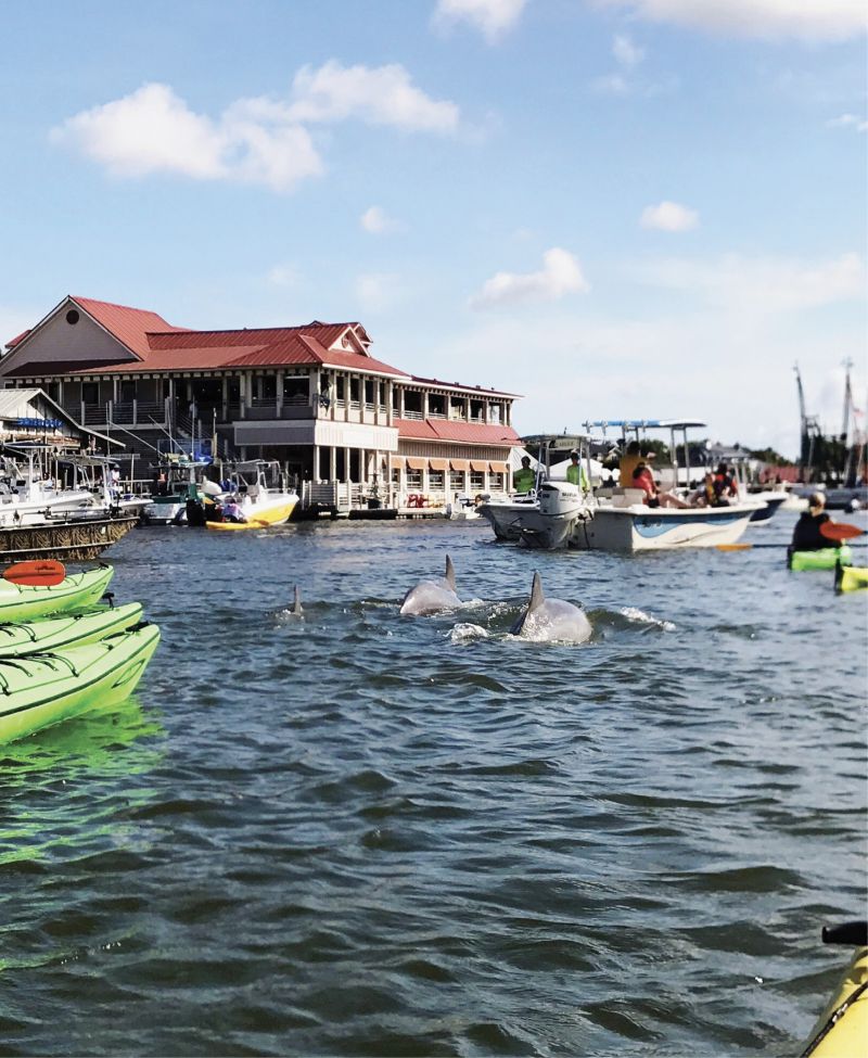 Paddle Shem Creek alongside dolphins with Coastal Expedition’s kayak harbor tour.