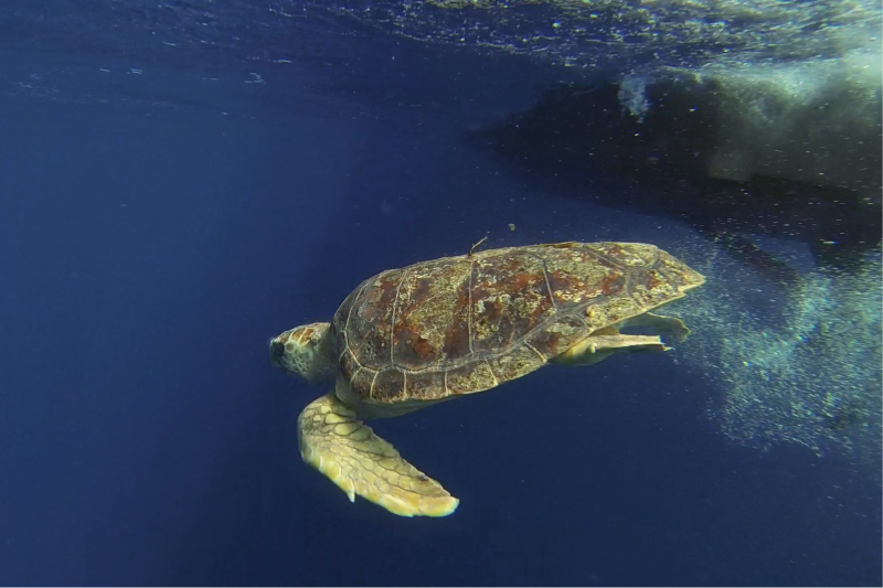 4. Learn all about loggerheads and other sea turtles at the South Carolina Aquarium’s new Zucker Family Sea Turtle Recovery experience.