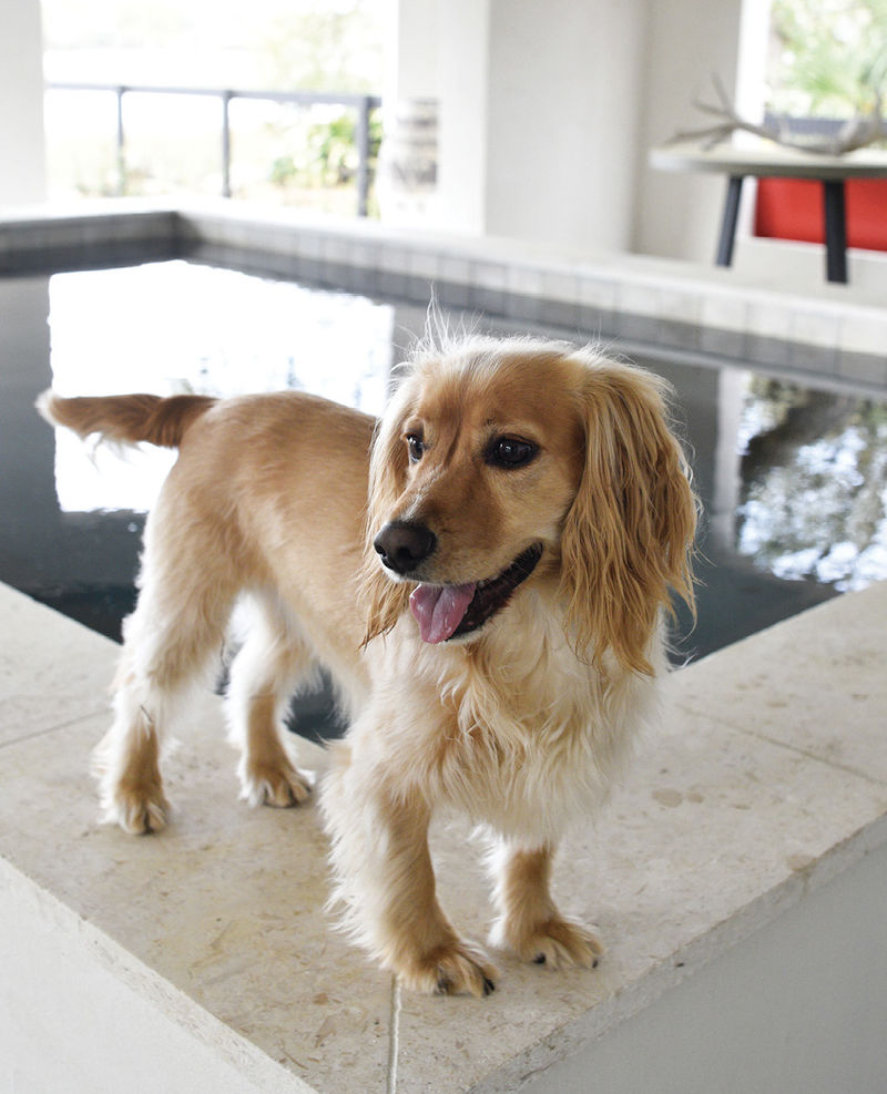 Peanut enjoys the occasional dip, says Alix, but the Aquatica-installed saltwater pool with a shell-stone surround is generally the domain of her bevy of nieces and nephews.