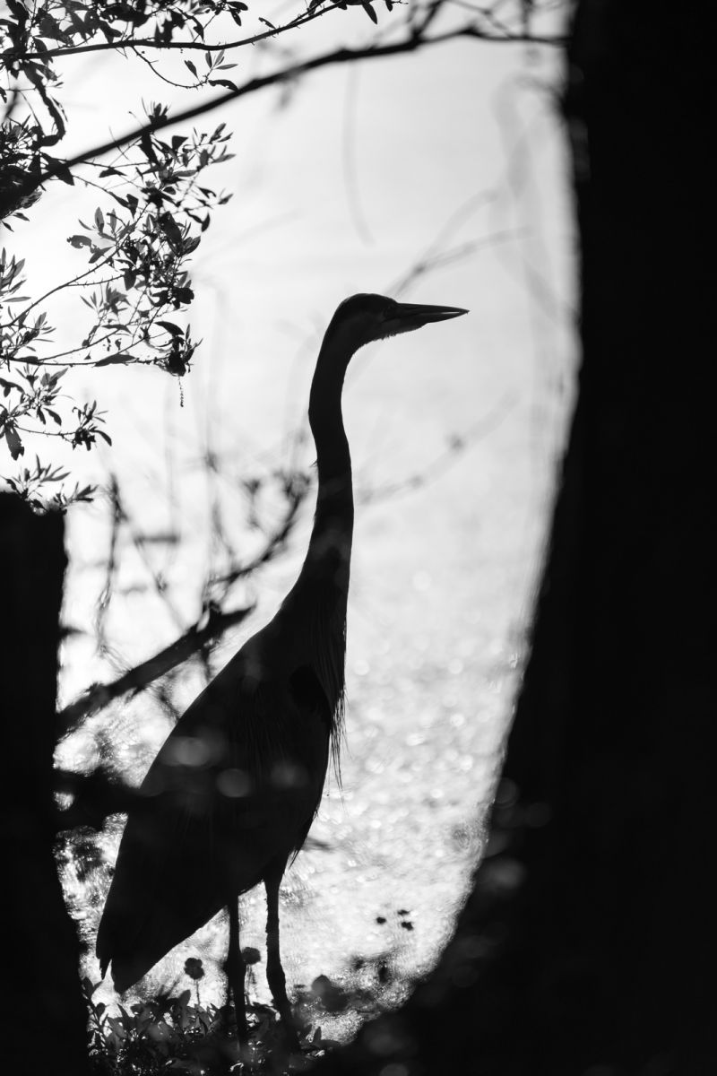 HONORABLE MENTION Amateur category: Magnolia Fisherman by Sherry Miller; “I found this beautiful guy standing by the edge of the swamp while photographing in Magnolia Plantation. He was so graceful and stoic which immediately caught my eye. Fortunate for me, he was intent on his fishing and never thought anything of my presence while I shot the image.”
