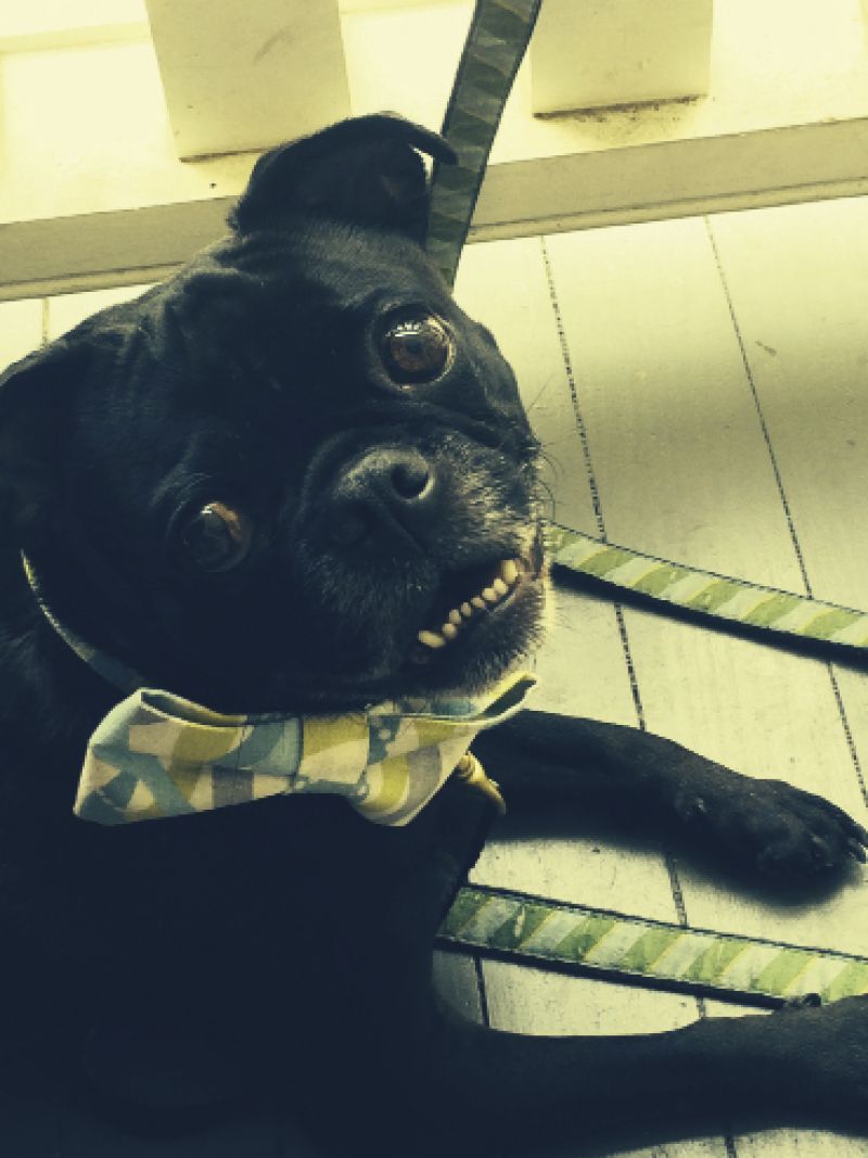 Senior Editor, Melissa Bigner&#039;s dog Oscar