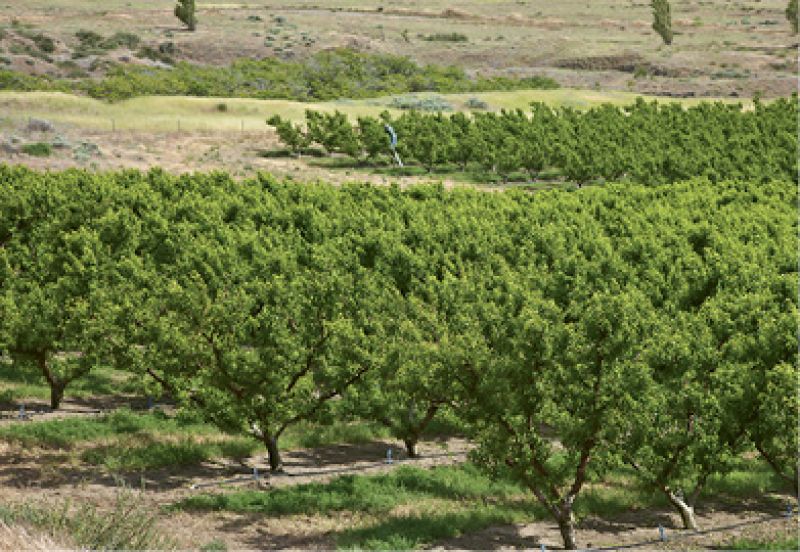 Fresh Pick: “Camping on Oregon’s Peach Beach, we found peaches growing right outside our tent. They were the best ever!”